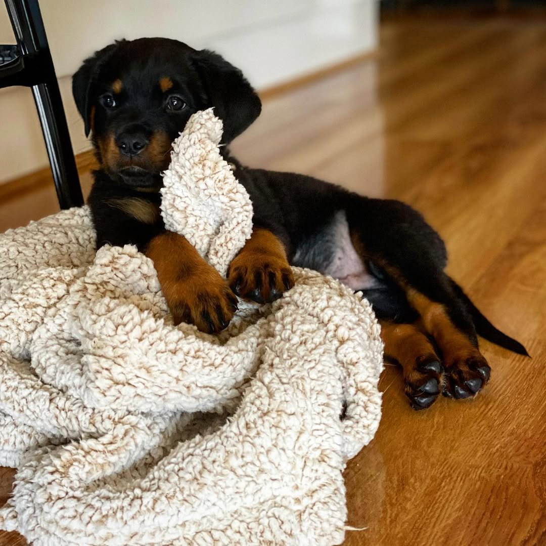  1 Leo male puppy For Sale 