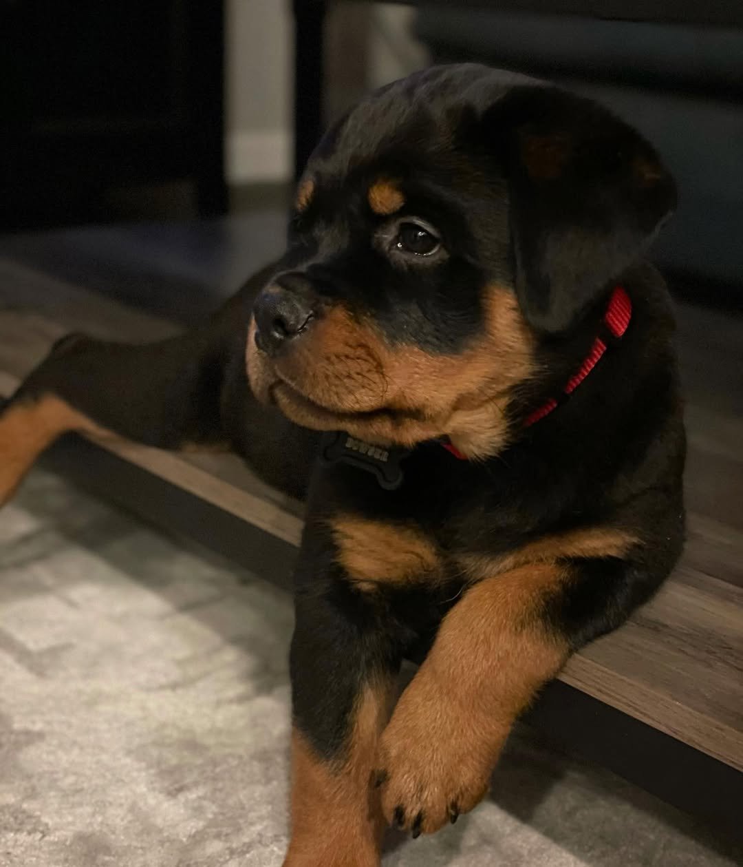  3 Joyce Female puppy For Sale 