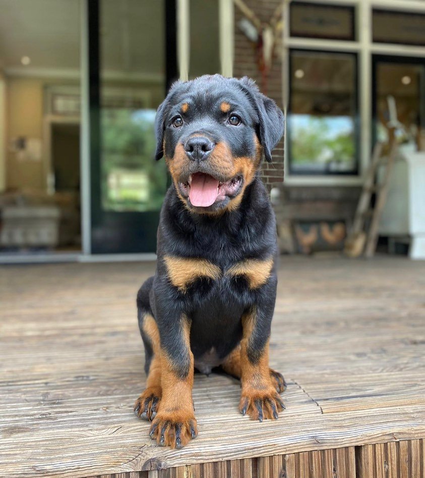  3 Denis male puppy For Sale 