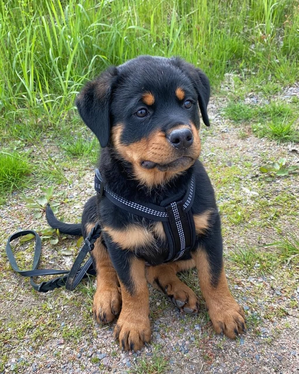  2 Stella Female puppy For Sale 